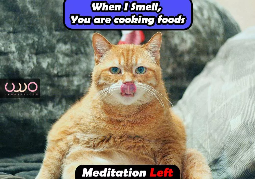 Meditation memes & Meditation quotes