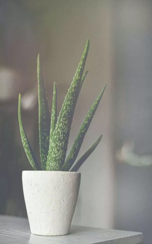 Aloe Vera Calming Plants That Reduce Stress