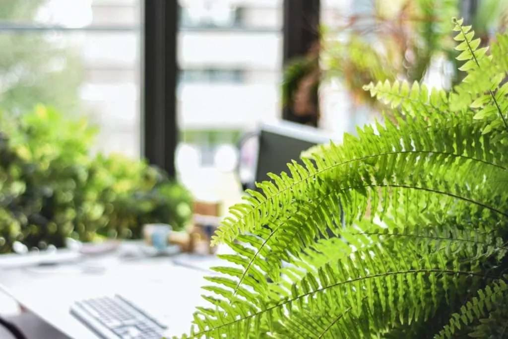 Boston Fern Calming Plants That Reduce Stress