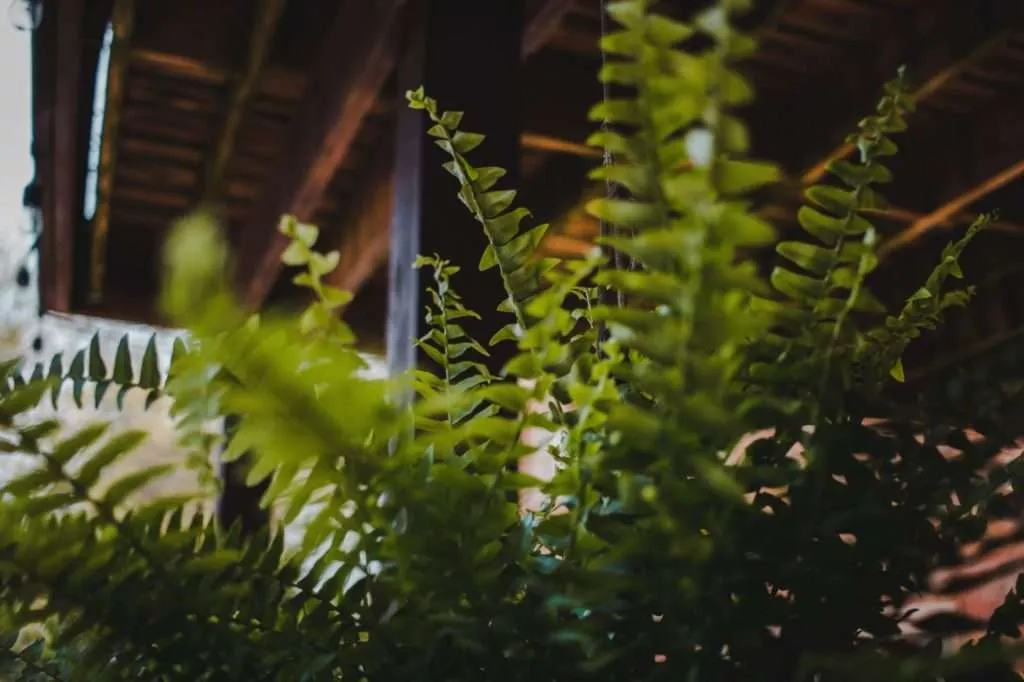 Boston Fern Calming Plants That Reduce Stress