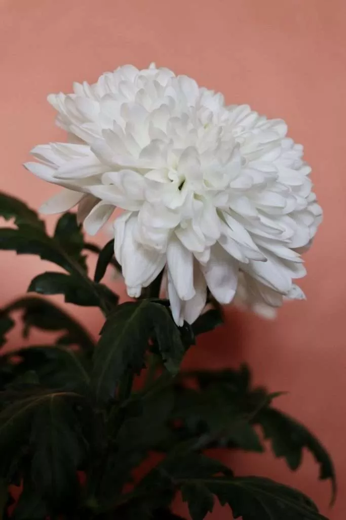 Chrysanthemum Calming Plants That Reduce Stress
