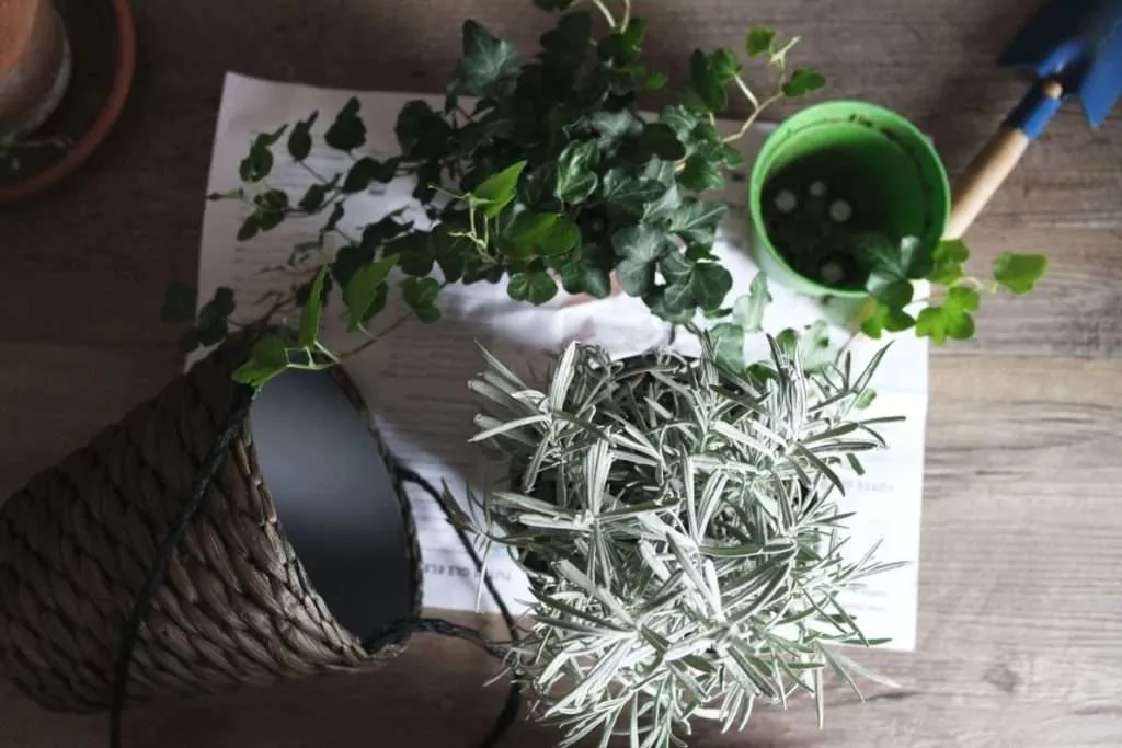 English Ivy Calming Plants That Reduce Stress