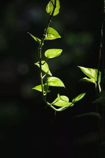 Golden Pothos Calming Plants That Reduce Stress
