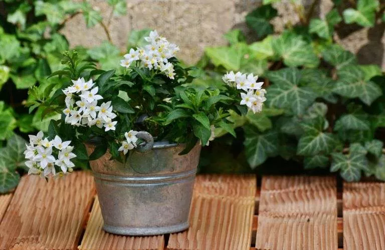 Jasmine Calming Plants That Reduce Stress
