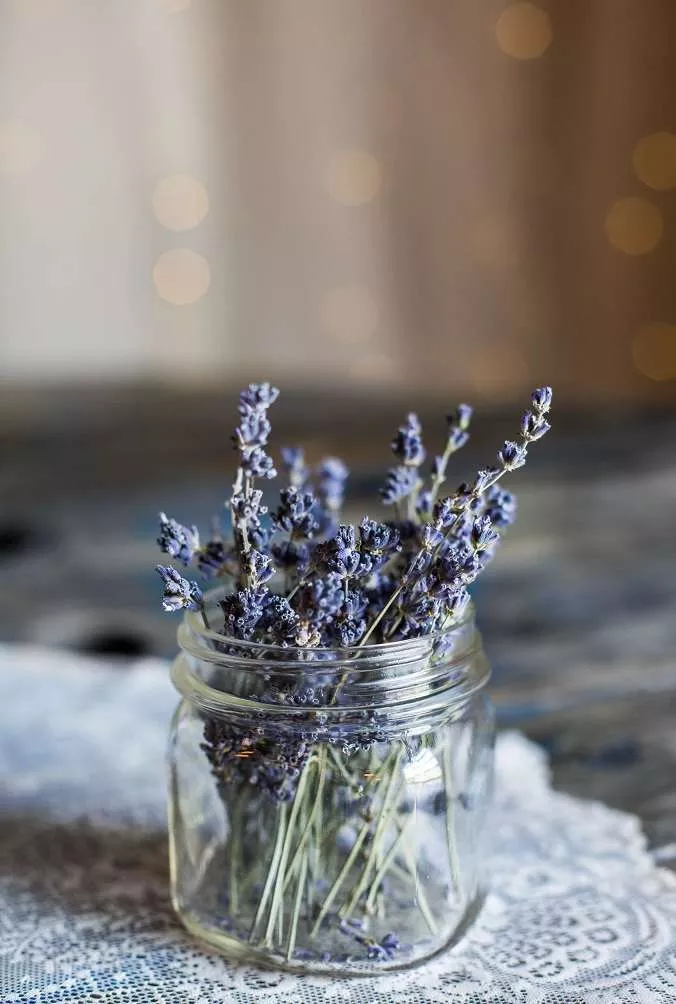 Lavender Calming Plants That Reduce Stress