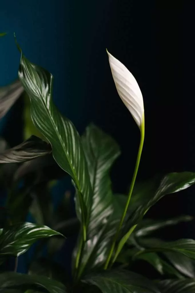 Peace Lily Calming Plants That Reduce Stress