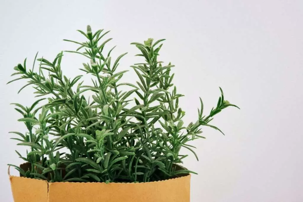 Rosemary Calming Plants That Reduce Stress
