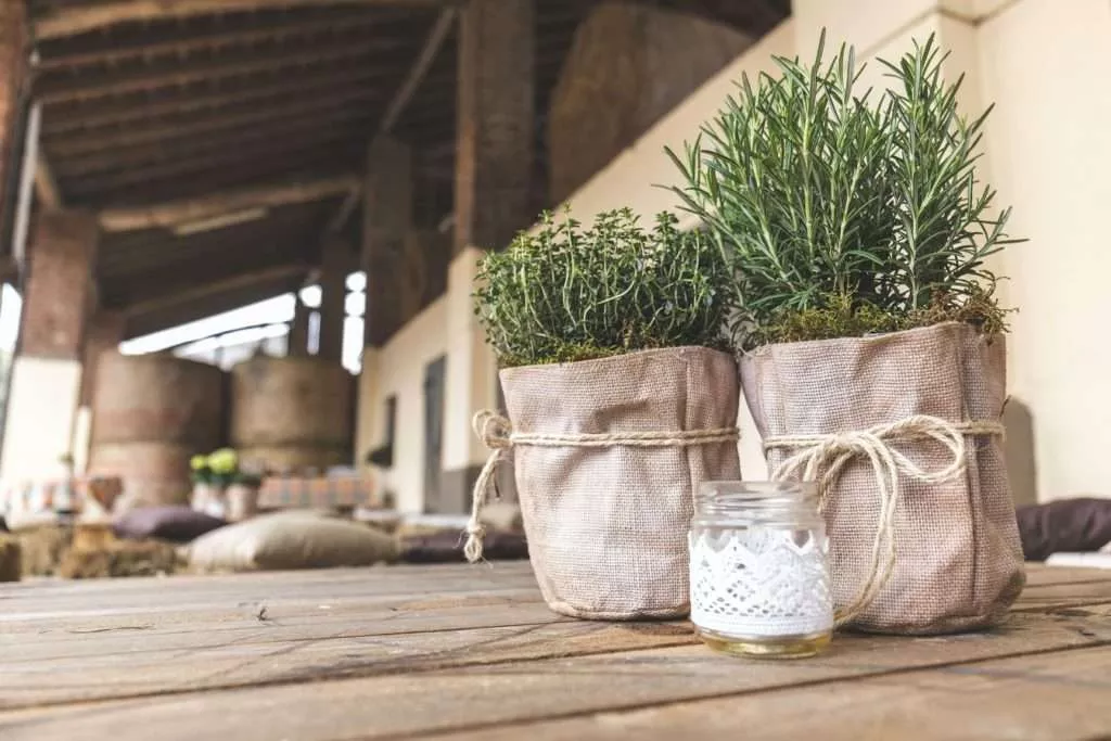 Rosemary Calming Plants That Reduce Stress