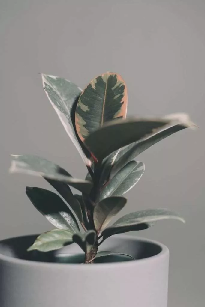 Rubber Plant Calming Plants That Reduce Stress