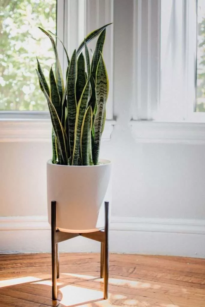 Snake Plant Calming Plants That Reduce Stress