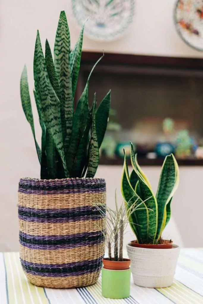 Snake Plant Calming Plants That Reduce Stress