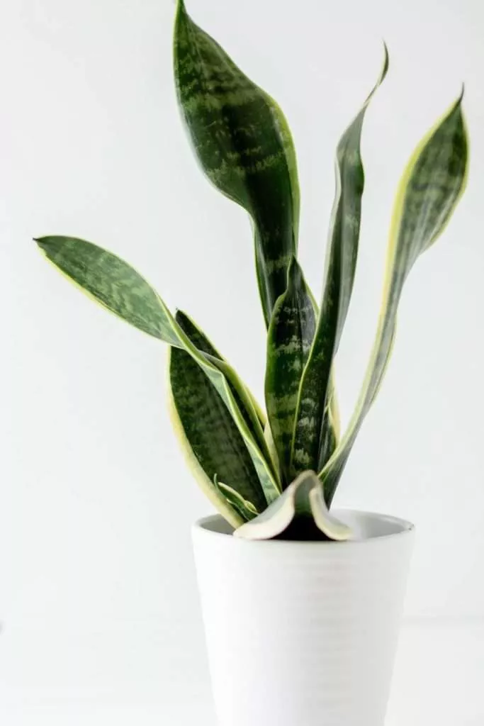 Snake Plant Calming Plants That Reduce Stress