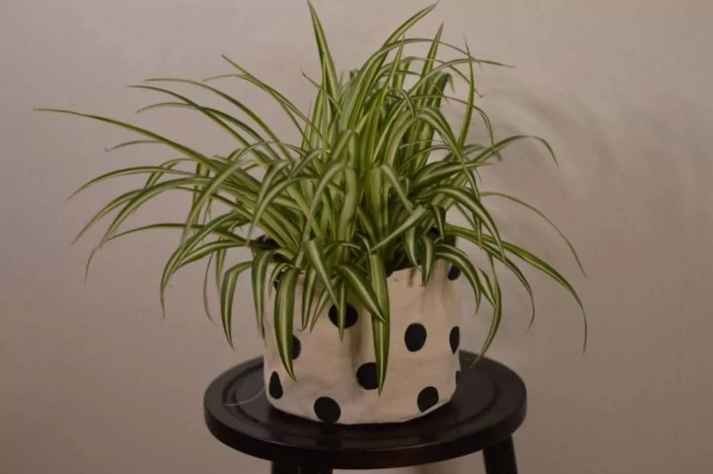 Spider Plant Calming Plants That Reduce Stress