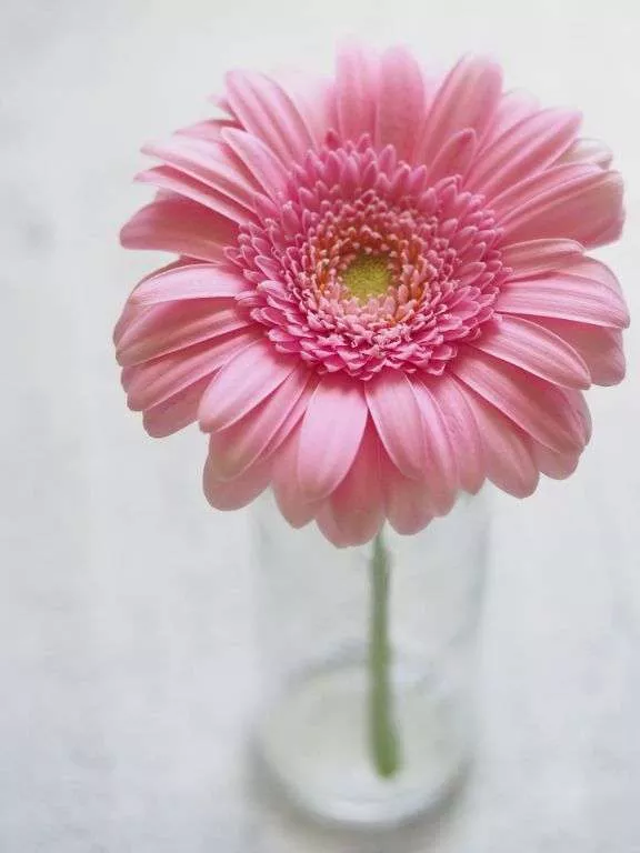 gerbera daisy Calming Plants That Reduce Stress